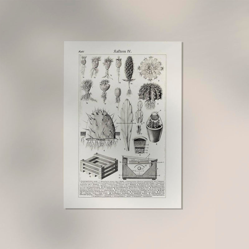 Antique Cactus Plant I Poster – Fine Art Print UV-resistant Studio Print Berlin — Ansicht 2