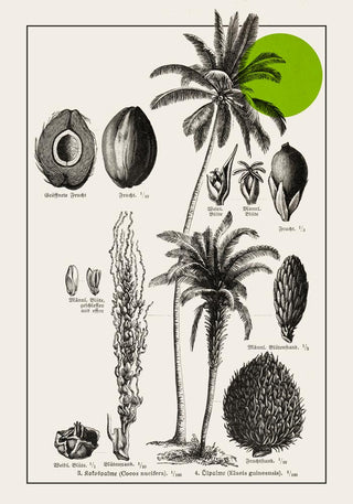 Antique Coconut Plant Poster – Fine Art Print | Vintage Botanical | UV‑resistent