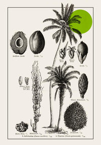 Antique Coconut Plant Poster – Fine Art Print | Vintage Botanical | UV-resistent — Ansicht 3