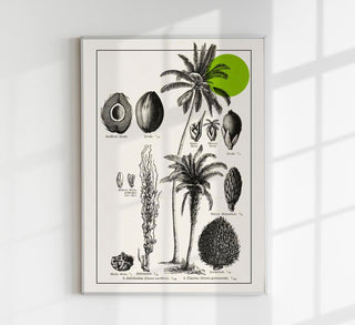Antique Coconut Plant Poster – Fine Art Print | Vintage Botanical | UV‑resistent