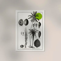 Antique Coconut Plant Poster – Fine Art Print | Vintage Botanical | UV-resistent — Ansicht 2