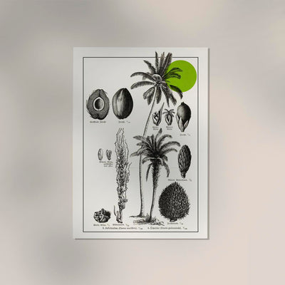 Antique Coconut Plant Poster – Fine Art Print | Vintage Botanical | UV-resistant