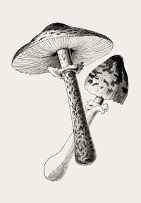 Antique Mushroom Poster – Fine Art Print Botany UV-Resistant — Ansicht 3
