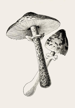 Antique Mushroom Poster – Fine Art Print | Vintage Botanical | UV‑resistent