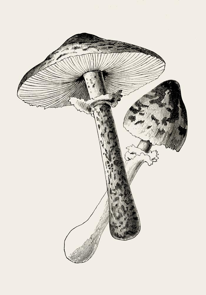 Antique Mushroom Poster – Fine Art Print Botany UV-Resistant — Ansicht 3