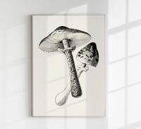 Antique Mushroom Poster – Fine Art Print Botany UV-Resistant — Ansicht 1