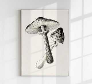 Antique Mushroom Poster – Fine Art Print Botany UV-Resistant