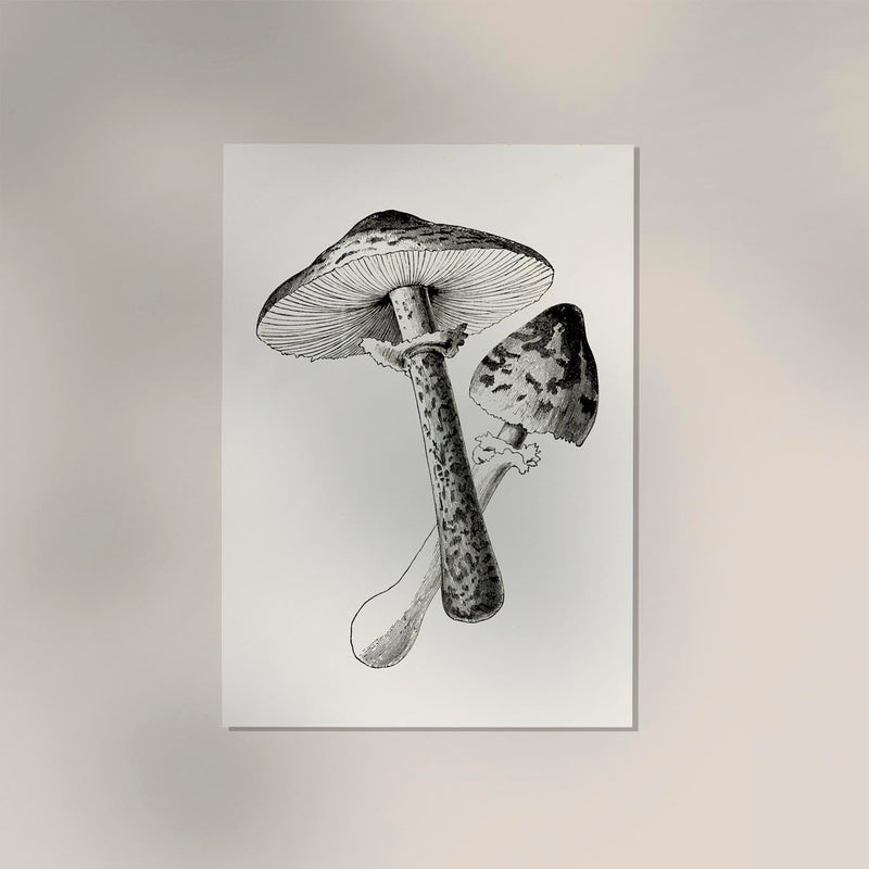Antique Mushroom Poster – Fine Art Print Botany UV-Resistant — Ansicht 2