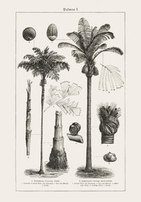 Antique Palm Tree I Poster – Fine Art Print | Vintage Botanical | UV-resistant — Ansicht 3