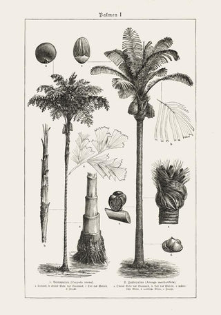 Antique Palm Tree I Poster – Fine Art Print | Vintage Botanical | UV‑resistent