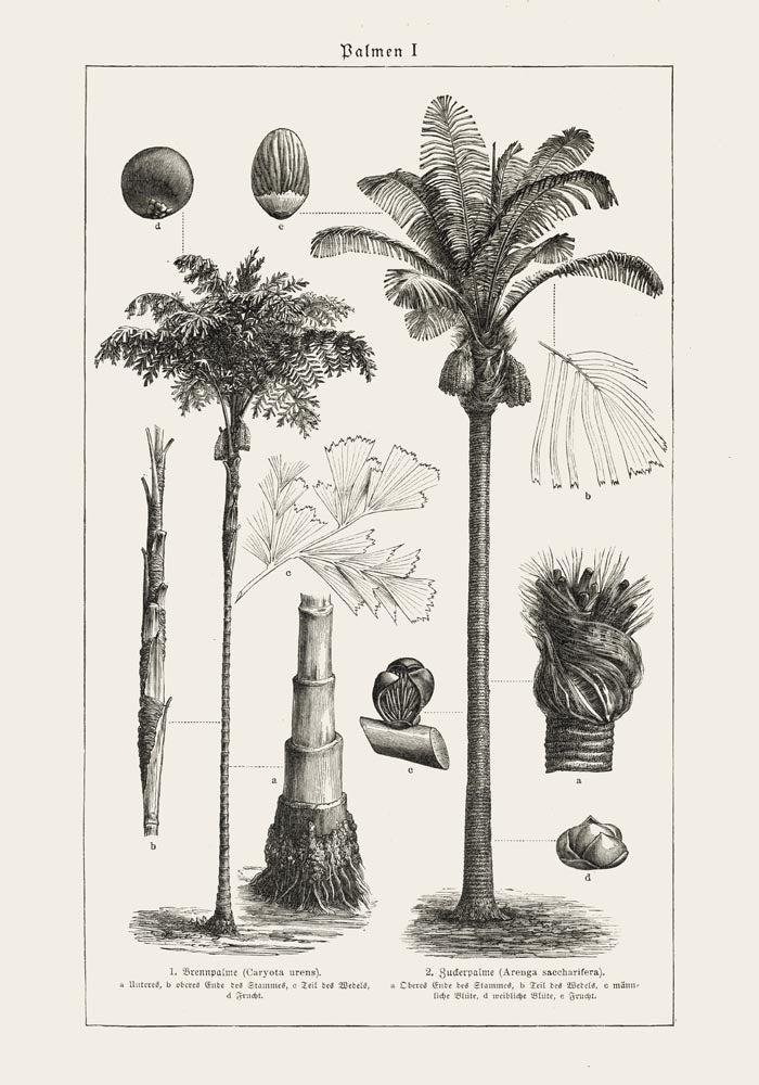 Antique Palm Tree I Poster – Fine Art Print | Vintage Botanical | UV-resistant — Ansicht 3
