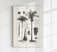 Antique Palm Tree I Poster – Fine Art Print | Vintage Botanical | UV-resistant — Ansicht 1