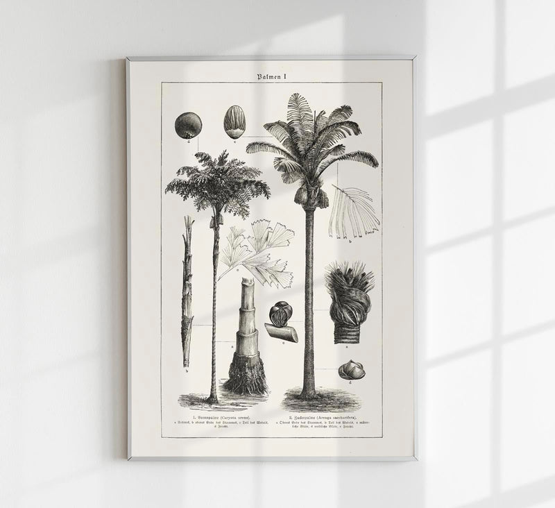 Antique Palm Tree I Poster – Fine Art Print | Vintage Botanical | UV-resistant — Patroa Studio