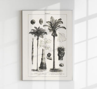 Antique Palm Tree I Poster – Fine Art Print | Vintage Botanical | UV-resistant