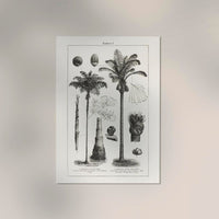 Antique Palm Tree I Poster – Fine Art Print | Vintage Botanical | UV-resistant — Ansicht 2
