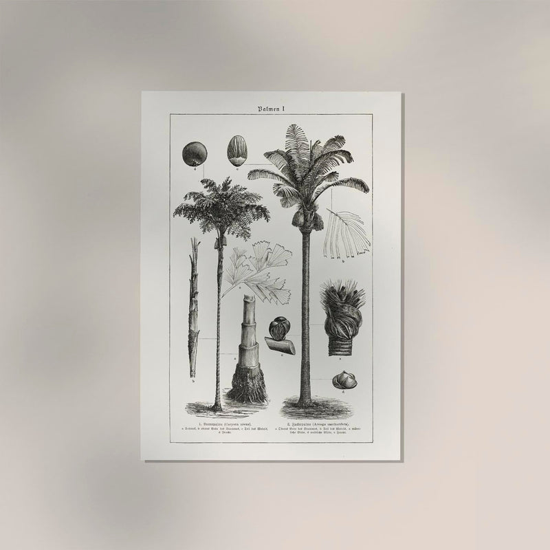 Antique Palm Tree I Poster – Fine Art Print | Vintage Botanical | UV-resistant — Ansicht 2