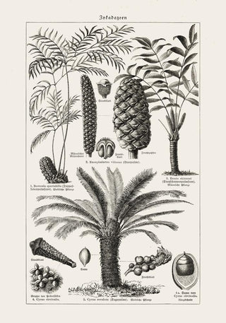 Antique Palm Tree III Poster – Fine Art Print | Vintage Botanical | UV‑resistent