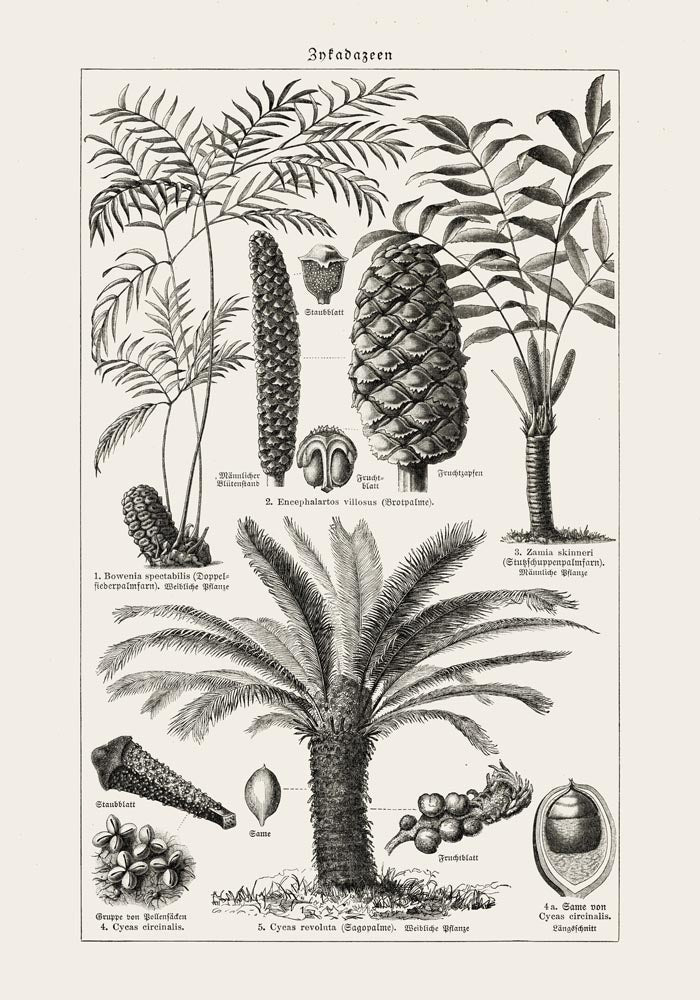 Antique Palm Tree III Poster – Fine Art Print Vintage Botany UV-resistant — Ansicht 3