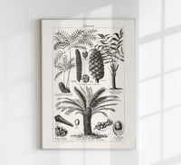 Antique Palm Tree III Poster – Fine Art Print Vintage Botany UV-resistant — Ansicht 1