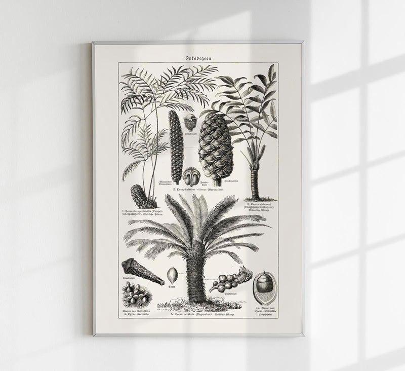 Antique Palm Tree III Poster – Fine Art Print Vintage Botany UV-resistant — Patroa Studio
