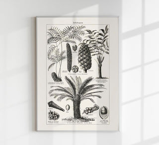 Antique Palm Tree III Poster – Fine Art Print Vintage Botany UV-resistant