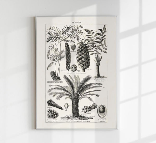Antique Palm Tree III Poster – Fine Art Print Vintage Botanik UV-resistent
