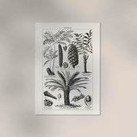 Antique Palm Tree III Poster – Fine Art Print Vintage Botany UV-resistant — Ansicht 2