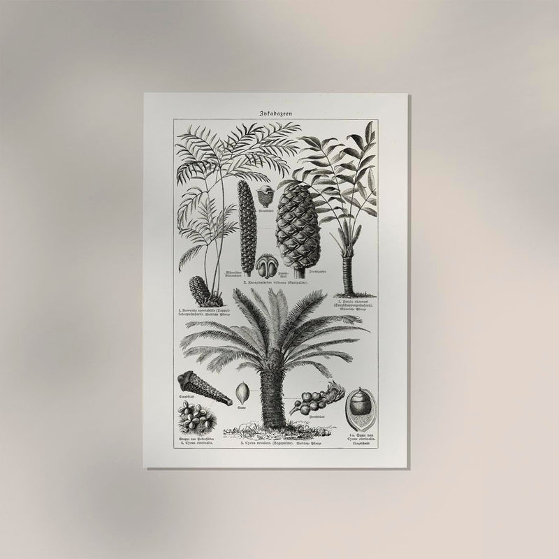 Antique Palm Tree III Poster – Fine Art Print Vintage Botany UV-resistant — Ansicht 2