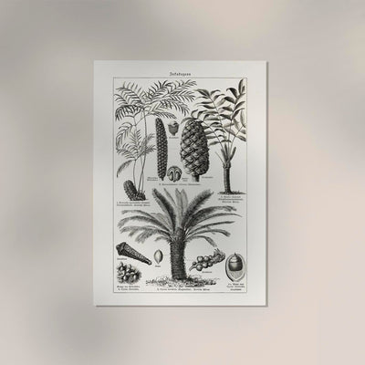Antique Palm Tree III Poster – Fine Art Print Vintage Botanik UV-resistent