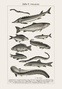 Fish German Chart n2 Antique Print – Vintage Meeresillustrationen Poster — Ansicht 3