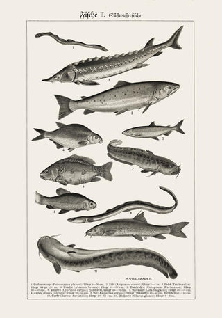 Fish German Chart n2 Antique Print