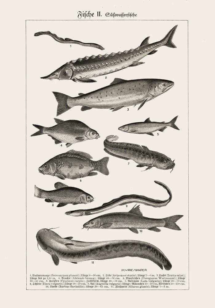 Fish German Chart n2 Antique Print – Vintage Meeresillustrationen Poster — Ansicht 3