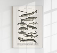Fish German Chart n2 Antique Print – Vintage Meeresillustrationen Poster — Ansicht 1
