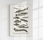 Fish German Chart n2 Antique Print – Vintage Meeresillustrationen Poster