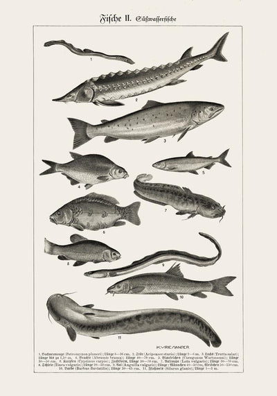 Fish German Chart n2 Antique Print – Vintage Meeresillustrationen Poster