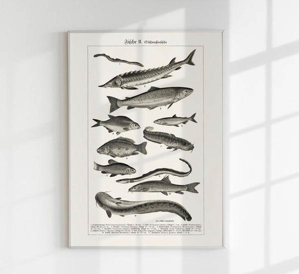 Fish German Chart n2 Antique Print – Vintage Meeresillustrationen Poster