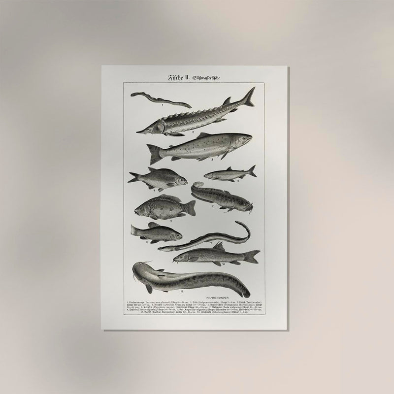 Fish German Chart n2 Antique Print – Vintage Meeresillustrationen Poster — Ansicht 2