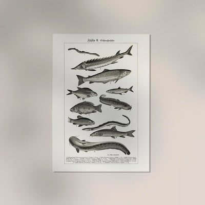 Fish German Chart n2 Antique Print – Vintage Meeresillustrationen Poster