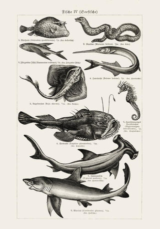 Fish German Chart n4 Antique Print