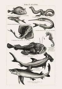 Fish German Chart n4 Antique Print - Vintage Sea Illustrations Poster — Ansicht 3