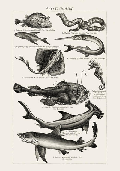 Fish German Chart n4 Antique Print - Vintage Sea Illustrations Poster