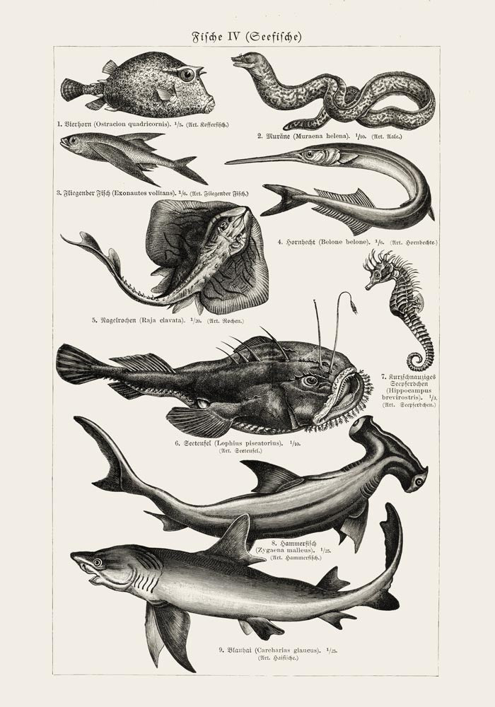 Fish German Chart n4 Antique Print - Vintage Sea Illustrations Poster — Ansicht 3
