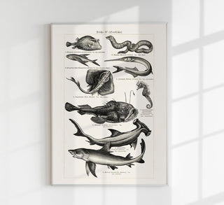 Fish German Chart n4 Antique Print - Vintage Sea Illustrations Poster