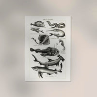 Fish German Chart n4 Antique Print - Vintage Sea Illustrations Poster — Ansicht 2