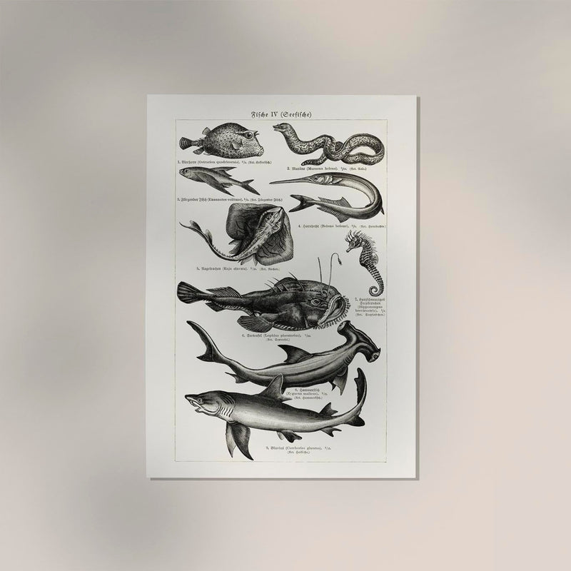 Fish German Chart n4 Antique Print - Vintage Sea Illustrations Poster — Ansicht 2