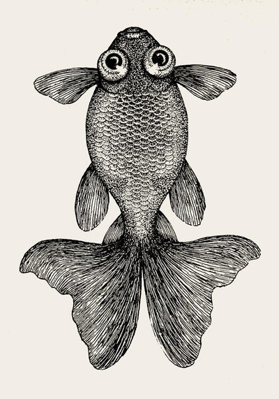 Fish with Big Eyes Antique Print – Vintage Marine Animal Art Print