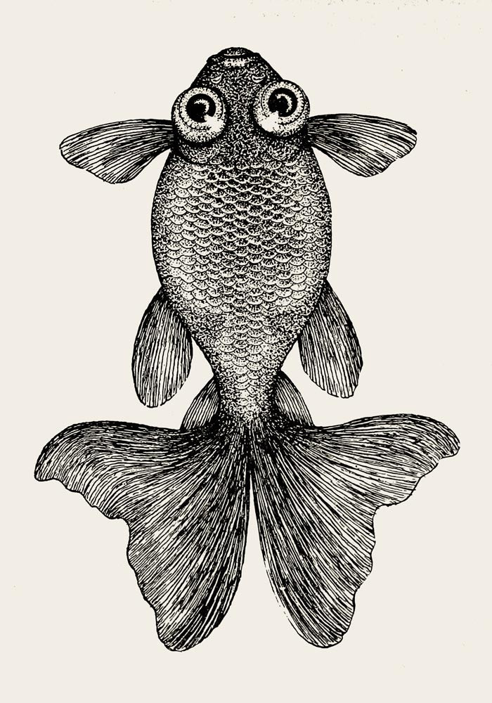 Fish with Big Eyes Antique Print – Vintage Marine Animal Art Print — Ansicht 4