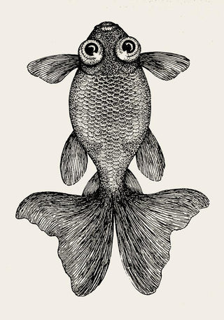 Fish with big eyes Antique Print
