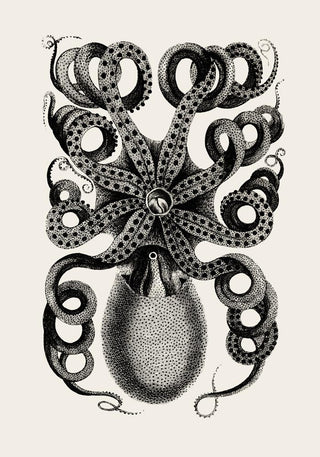 Octopus Back Antique Print