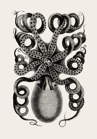Octopus Back Antique Print - Vintage Poster Patroa Studio — Ansicht 4